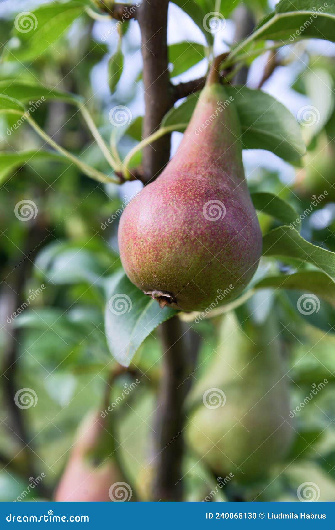 Reddishgreen Pear on a Tree Closeup Stock Photo Image of fruit, food