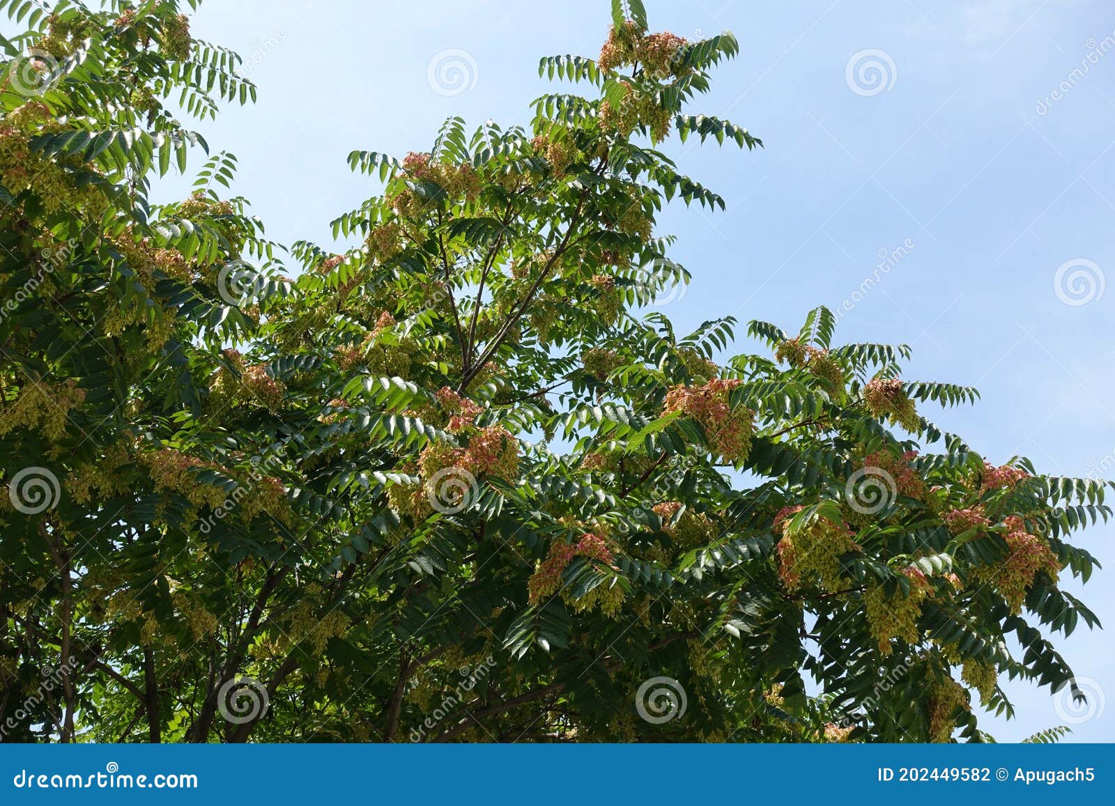 Reddish Green Seeds in the Leafage of Ailanthus Altissima Stock Photo