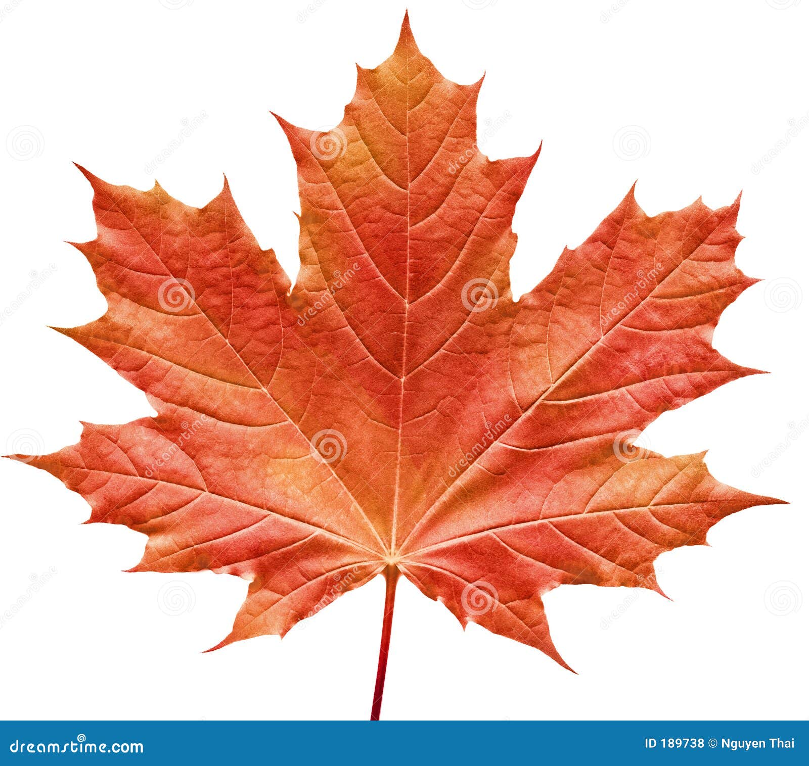 reddish maple leaf