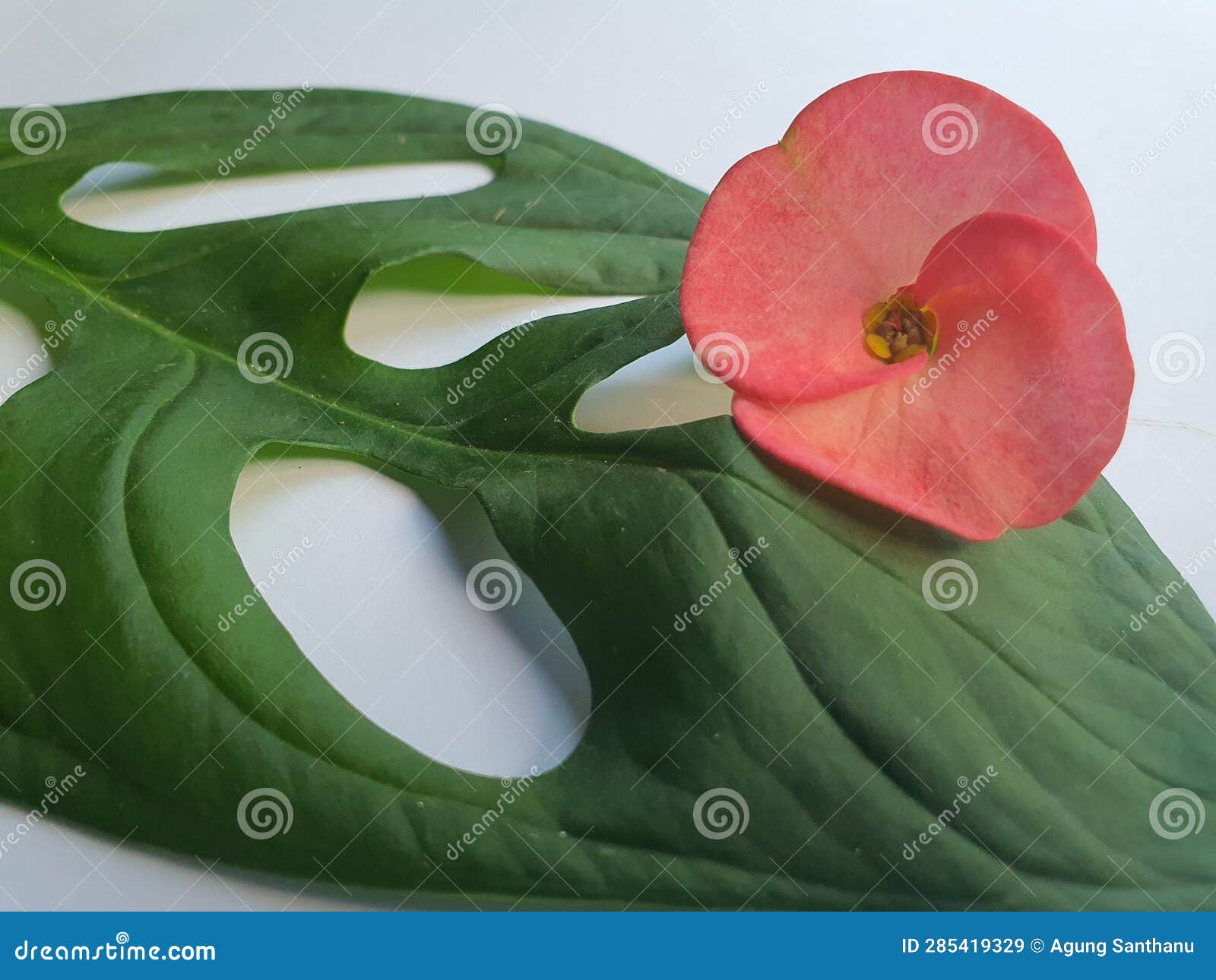 Reddish Pink Colored Small Flowers on Fresh Green Leaf and White