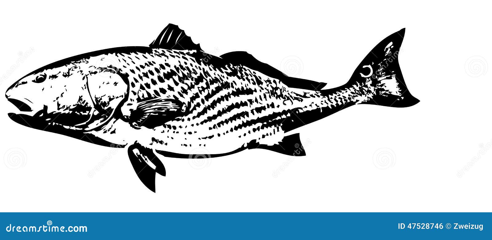 Redfish Fish Vector Stock Vector - Image: 47528746