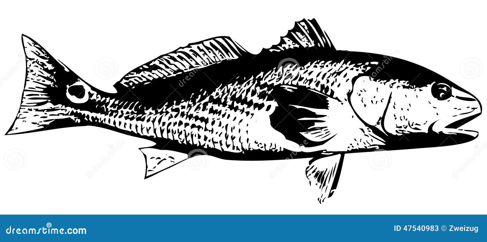 Redfish (Red Drum) Fish - Vector Stock Vector - Illustration of