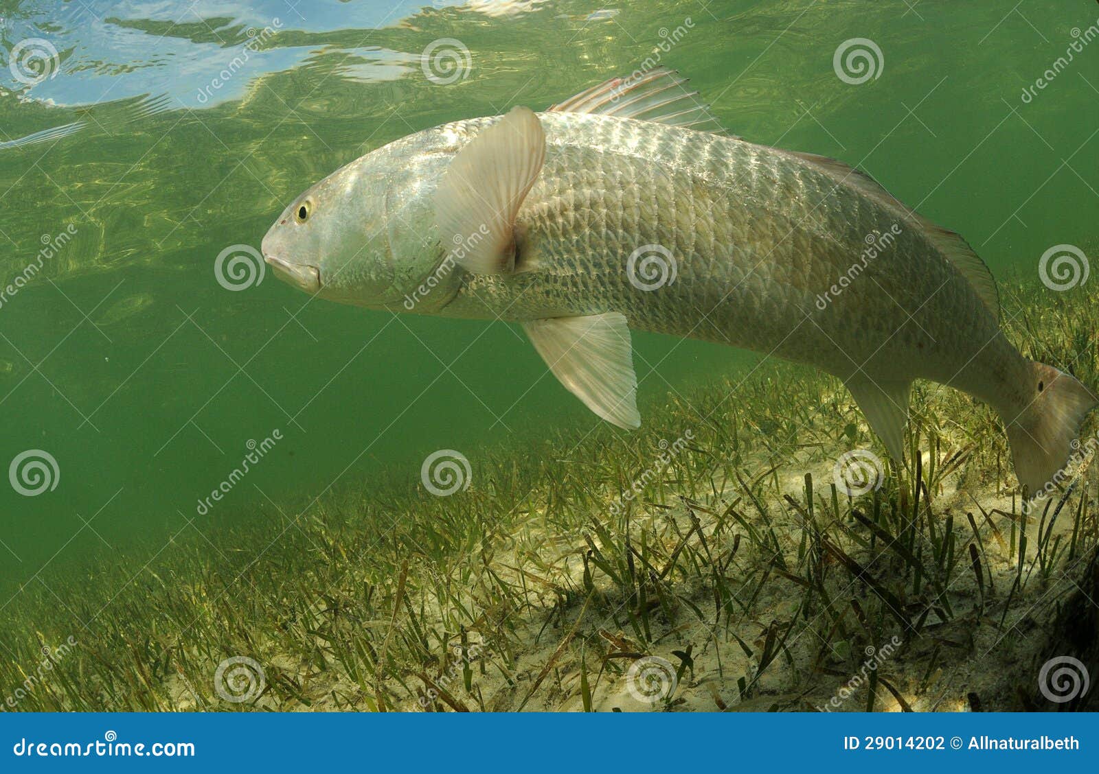 redfish is swimming in the grass flats ocean