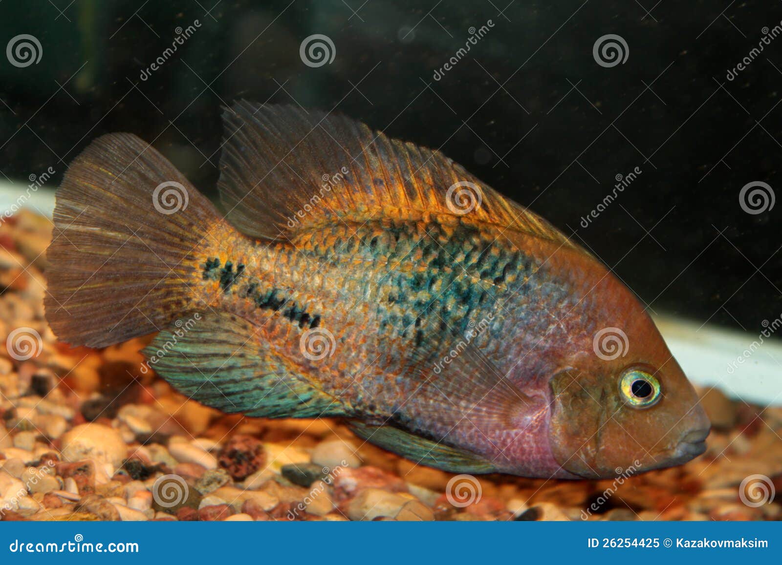 Redhead Cichlid (Vieja Synspila) Stock Image Image of water, aquarium