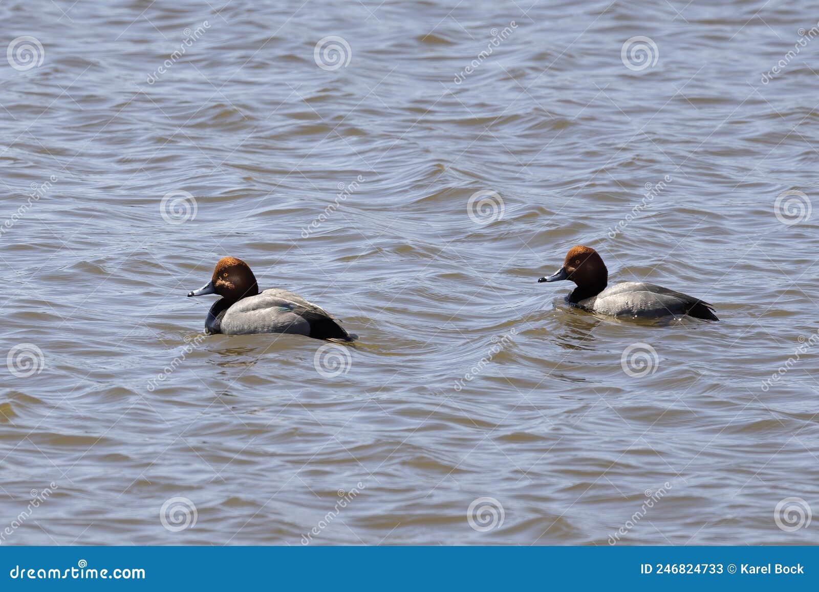 the redhead duck aythya americana.
