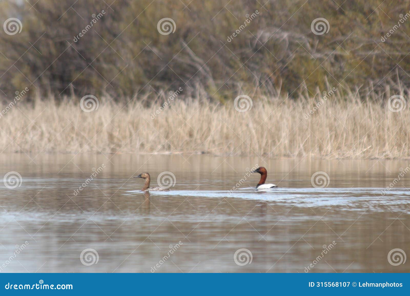 redhead ducks pair in the lake