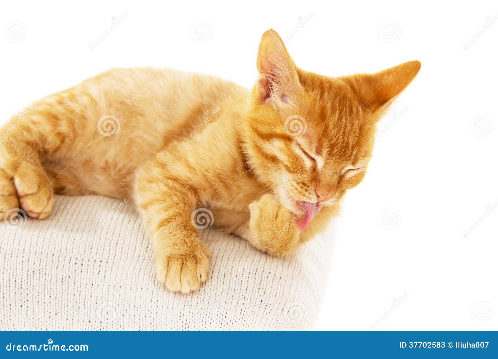 redhead kitten washes