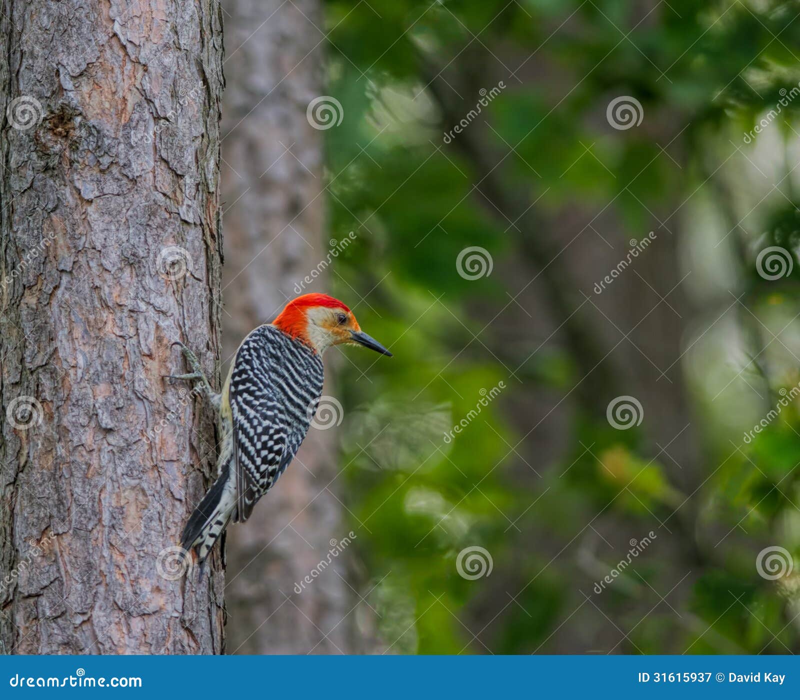 Redheaded Woodpecker stock image. Image of alert, tree - 31615937