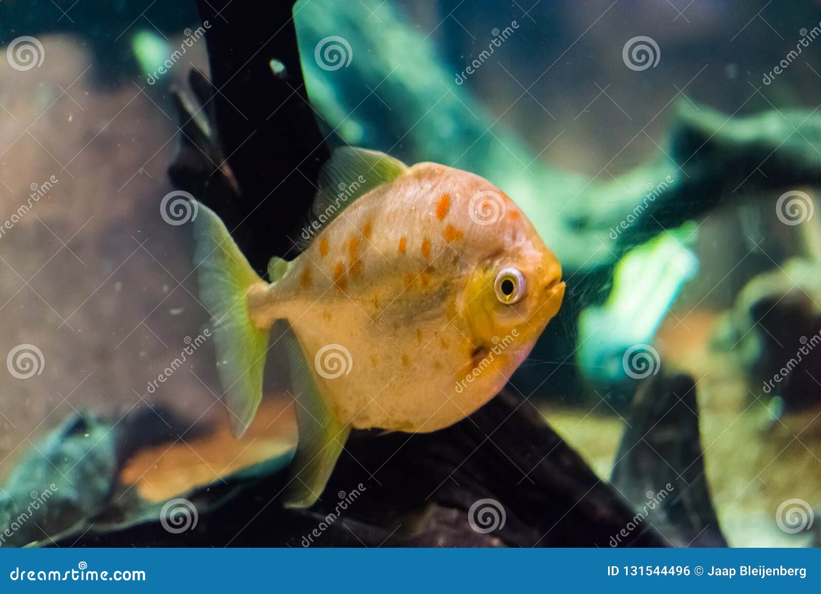 Sprede Sekretær opdagelse Redhook Myleus a Silver Dollar Fish Species with Shiny and Glittery Scales  and Orange Spots Tropical Aquarium Fish Pet Stock Photo - Image of  glittery, characiformes: 131544496