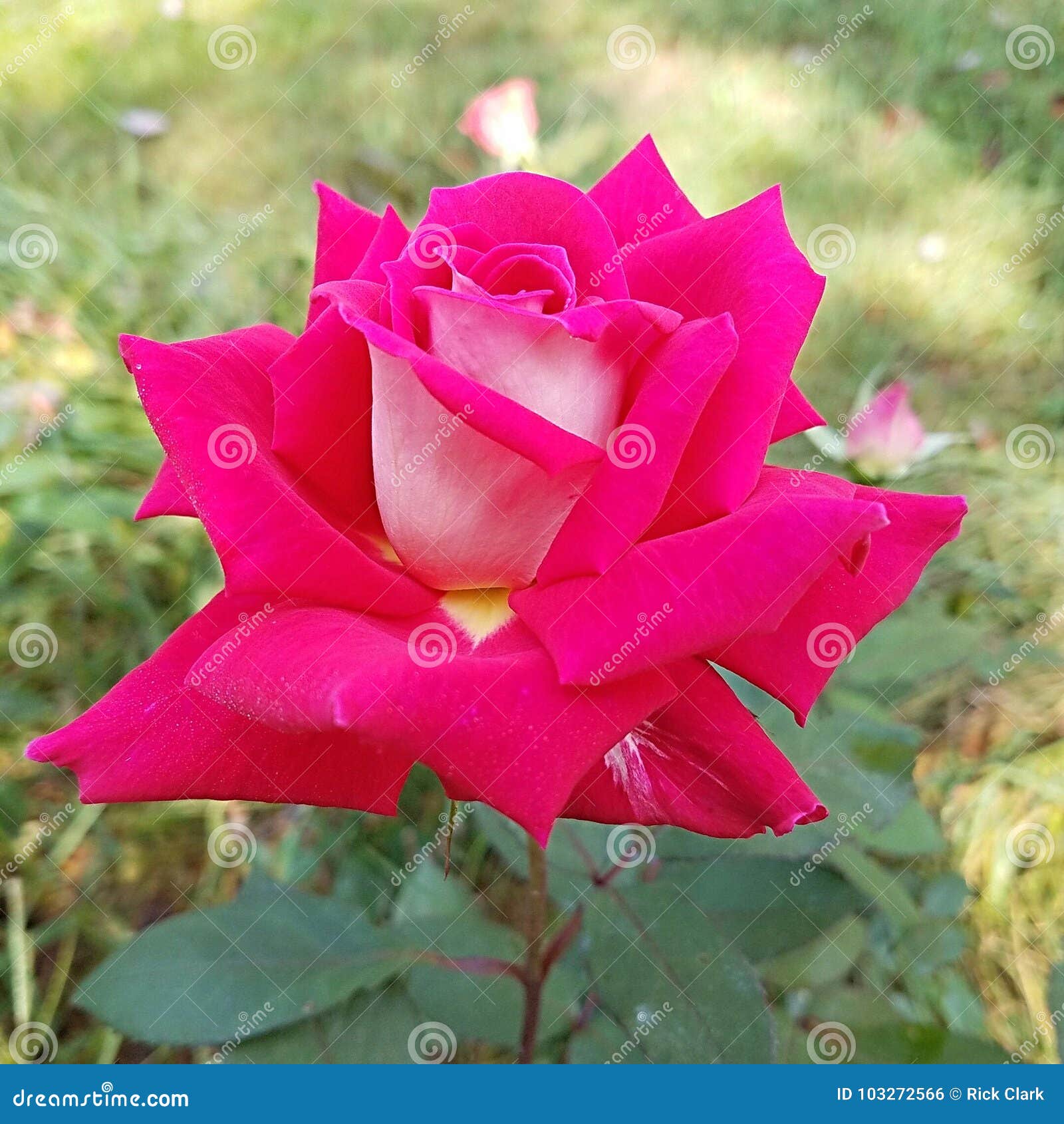 Rose bloom stock photo. Image of garden, rose, beautiful - 103272566