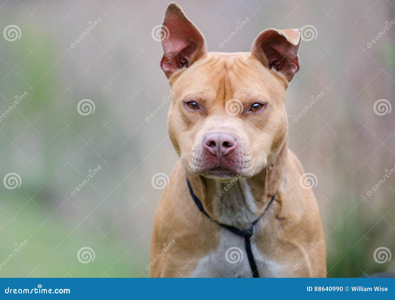 Rednose Pitbull Terrier Dog, Walton Animal Shelter Stock Photo - of bluenose, blue: 88640990