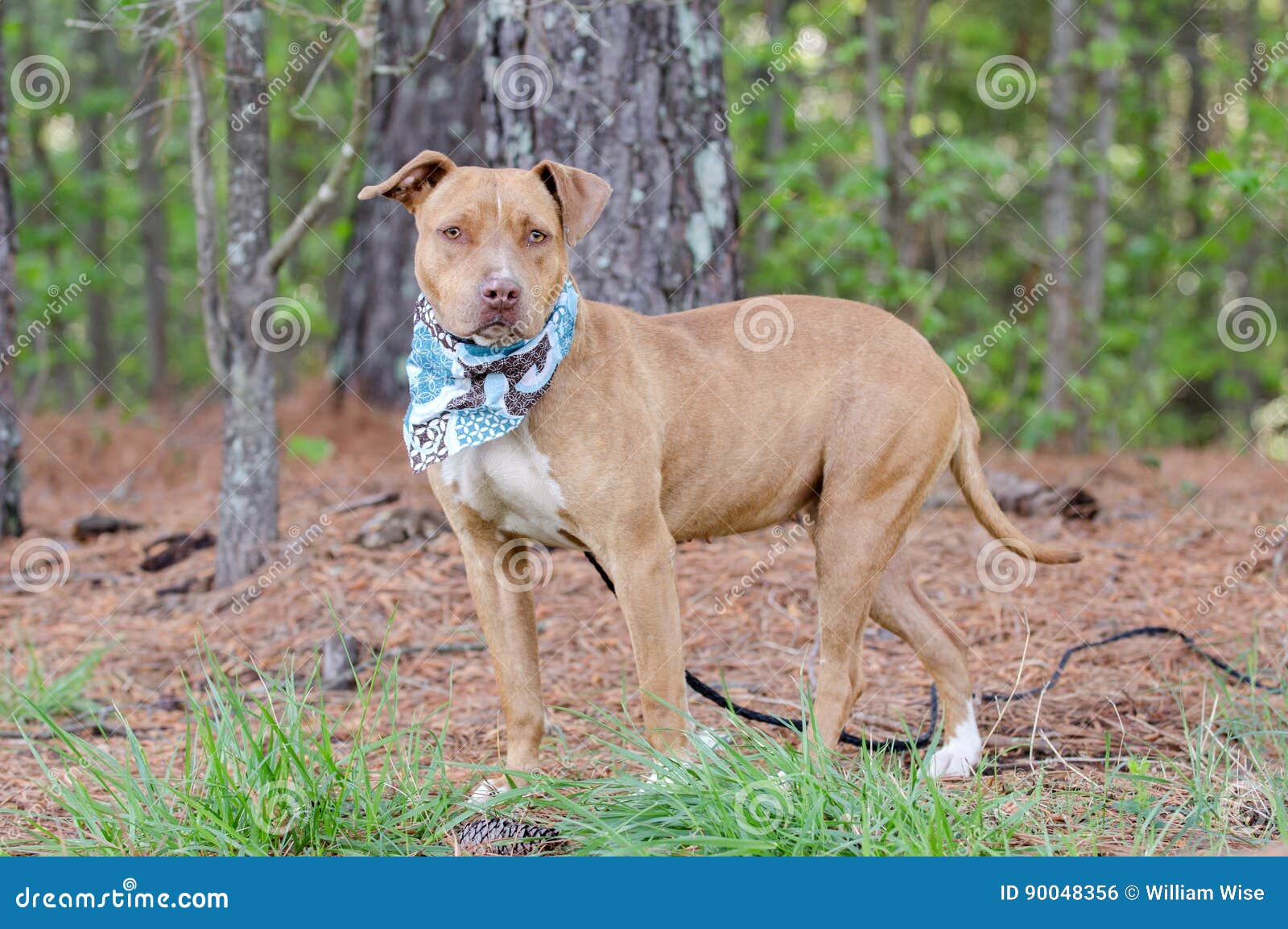 brindle pitbull mixed with blue nose