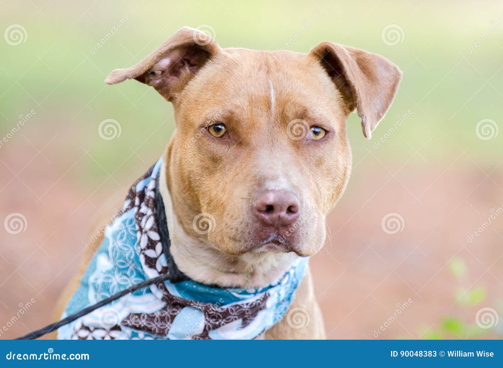 Pit Bull Terrier Bulldog Stock Image - Image of 90048383