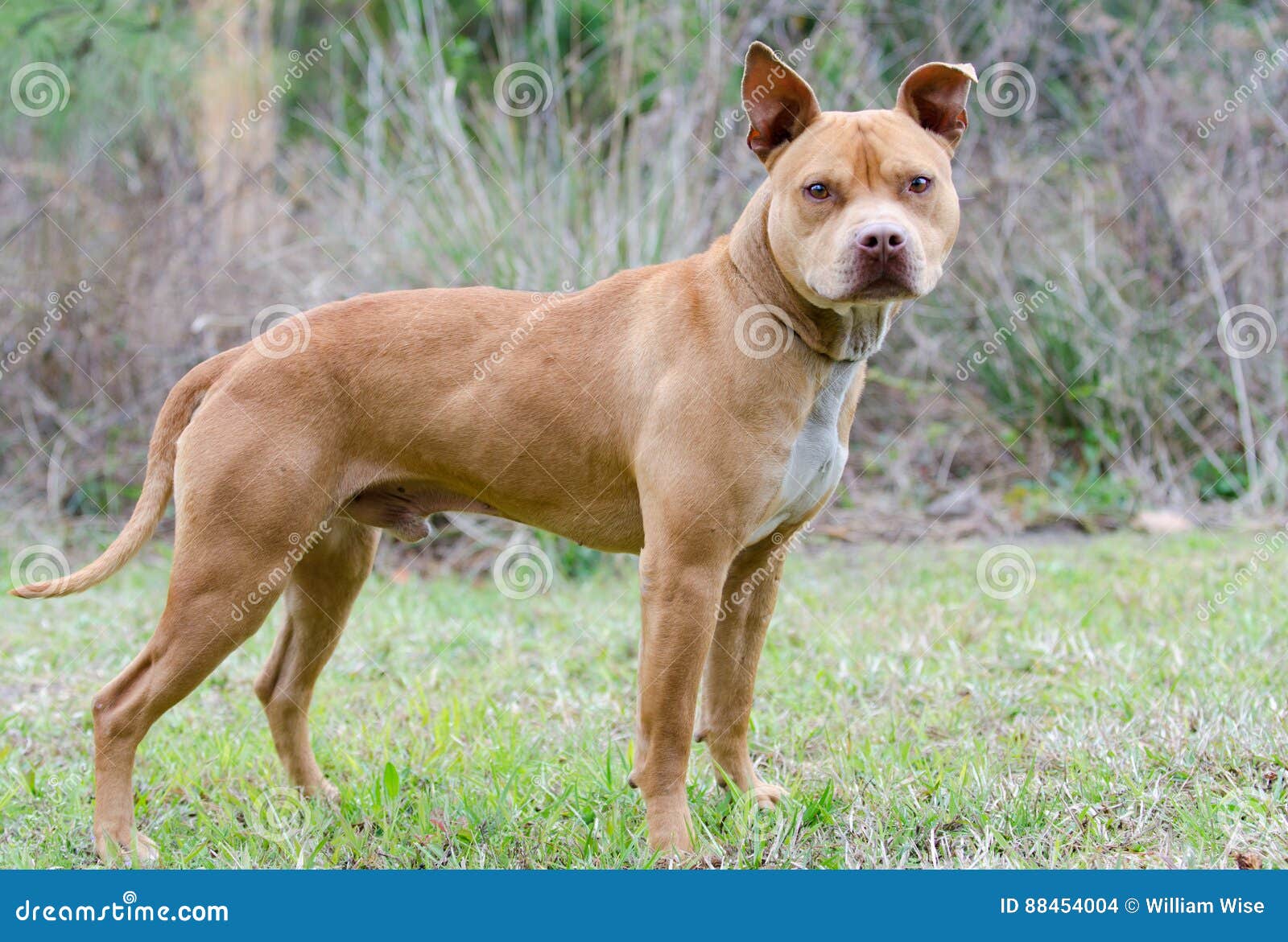 Rednose Pitbull Terrier Dog Stock Photo Image Of Puppy Adopt 88454004