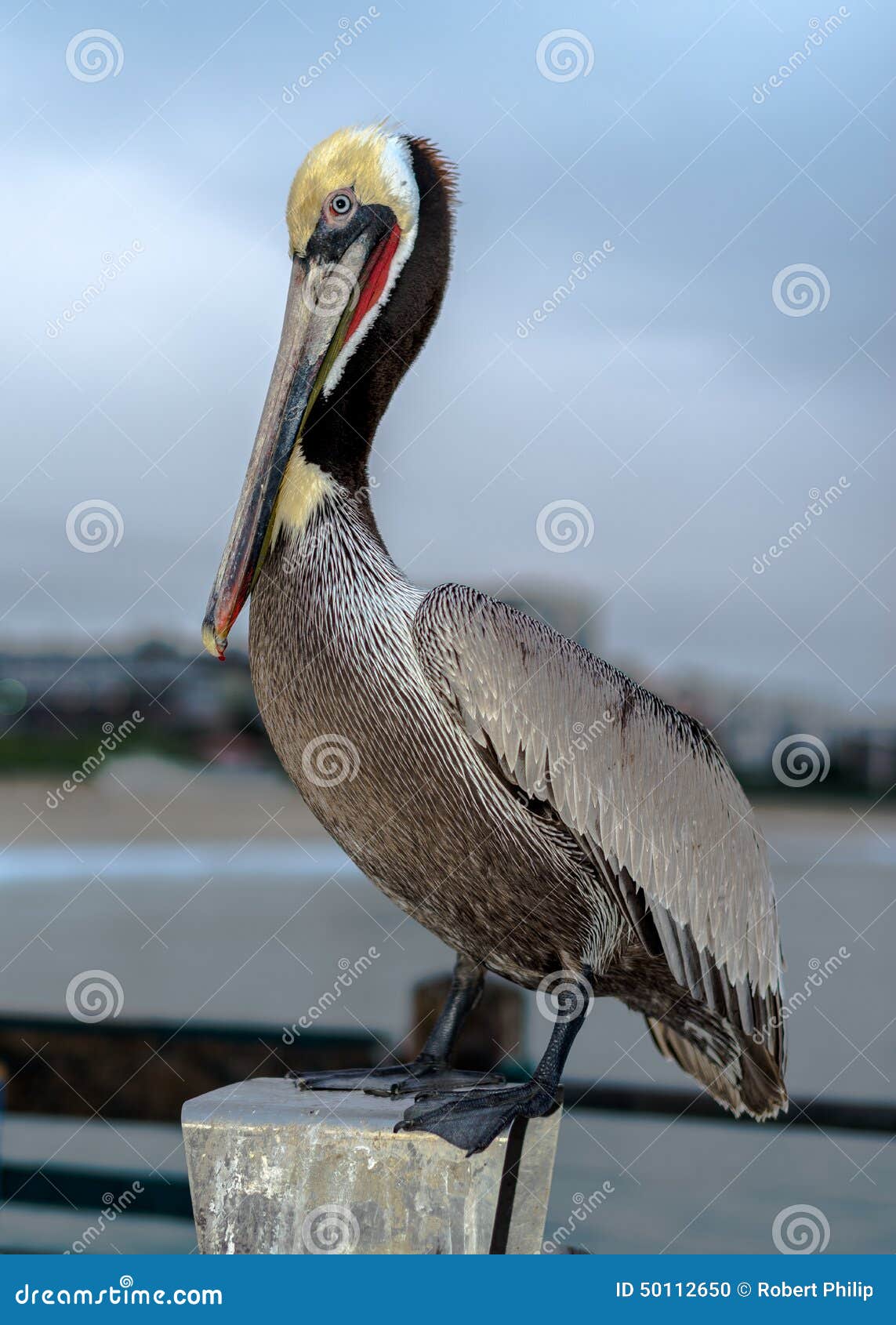 redondo beach california pelican