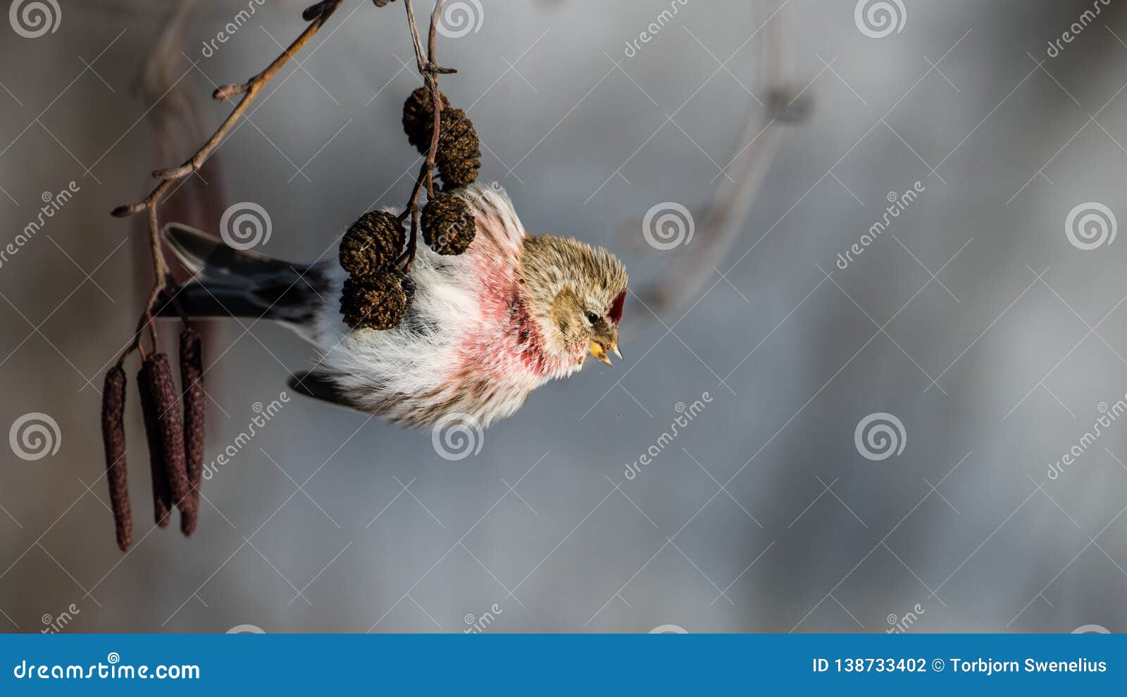 redpoll hanging on the alder twig searching for seed in the cones
