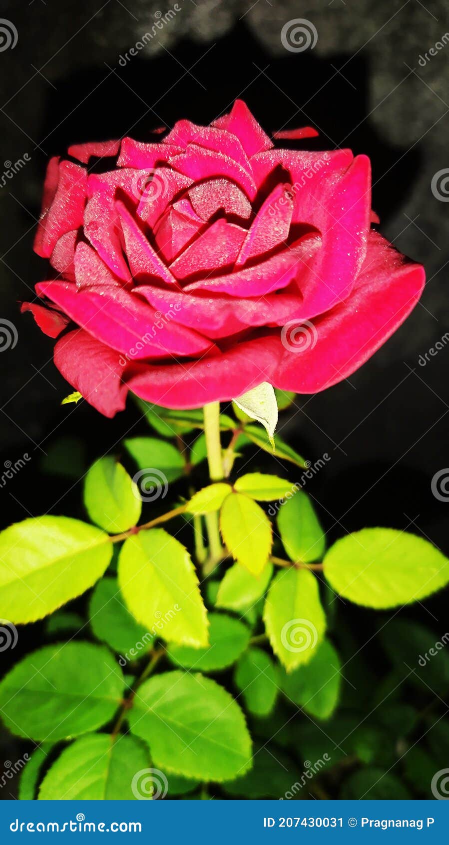 Redrose Flower in Garden at Night Stock Image Image of blooming, beautiful 207430031