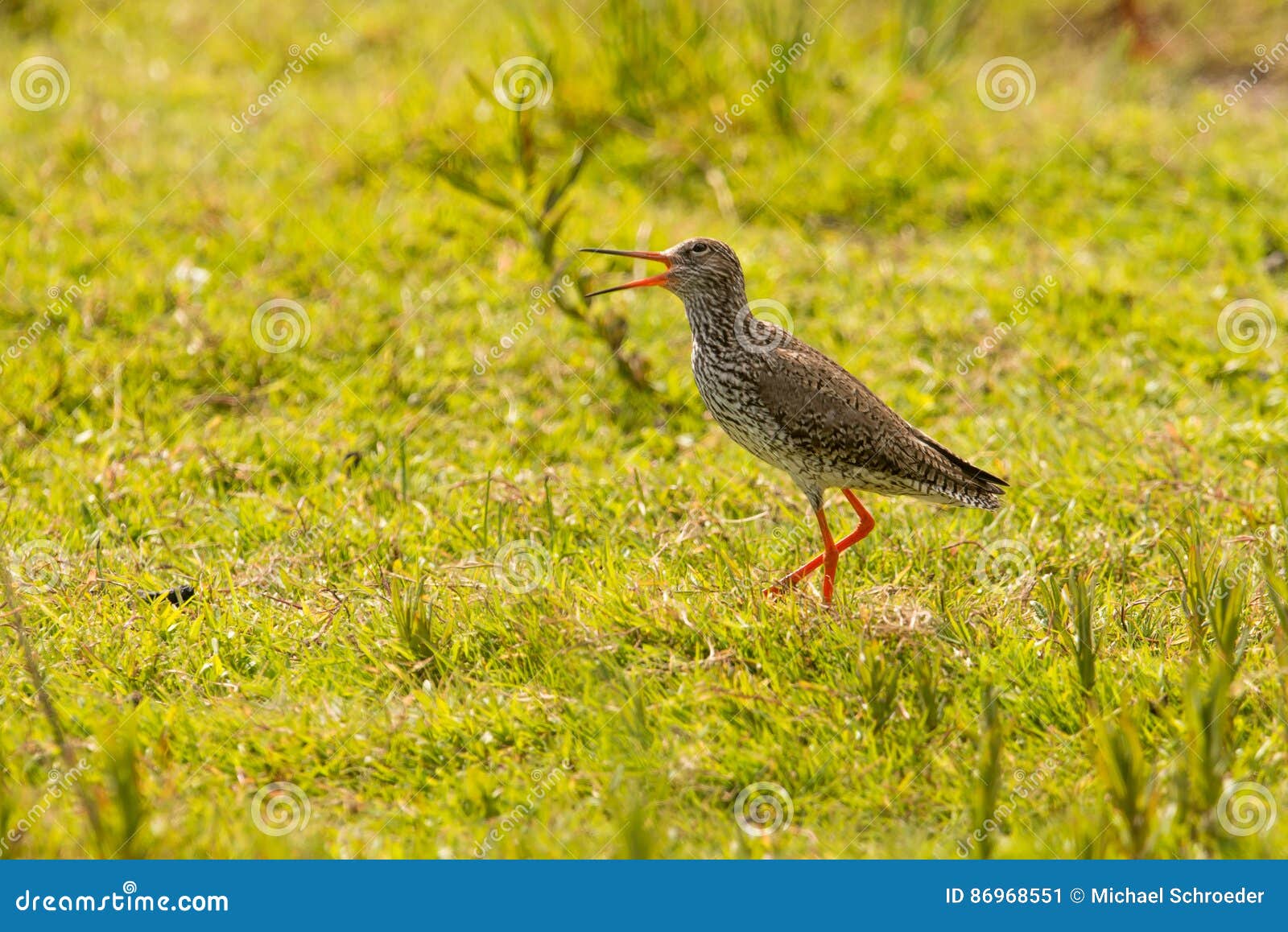 Redshank Tringa totanus w Sweden