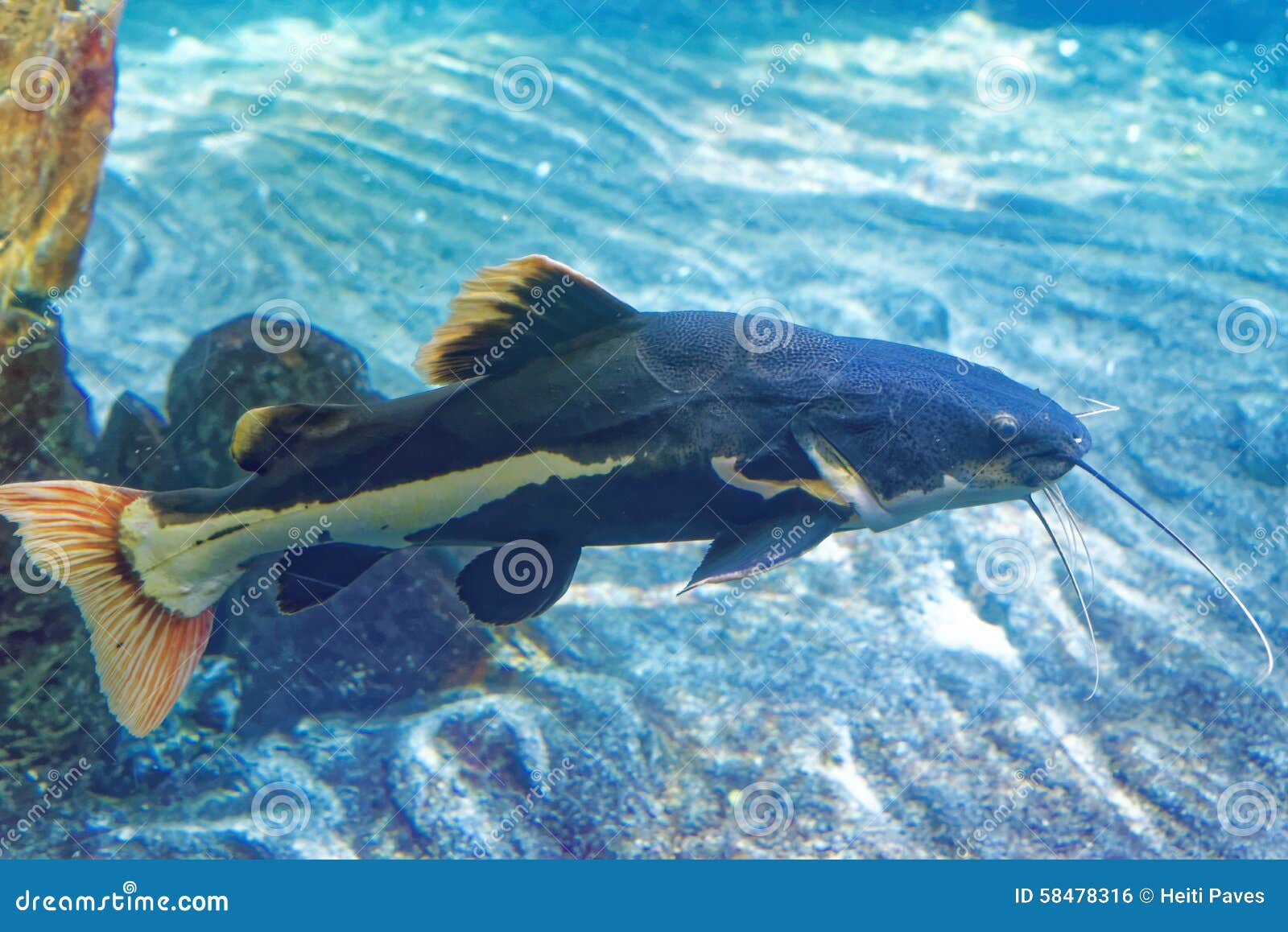 carnage largemouth bluetail carnage largemouth bluetail