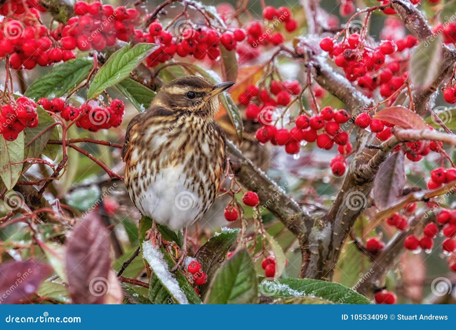 redwing - turdus iliacus resting in a cotoneaster tree.