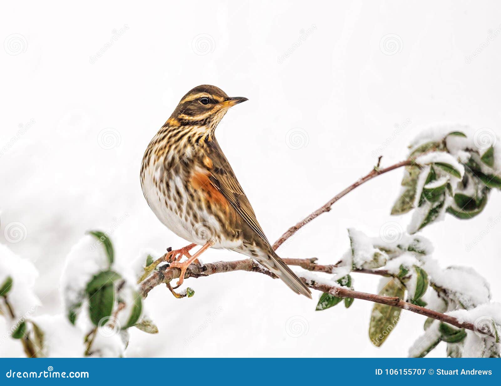 redwing - turdus iliacus resting in a a snow covered garden tree..