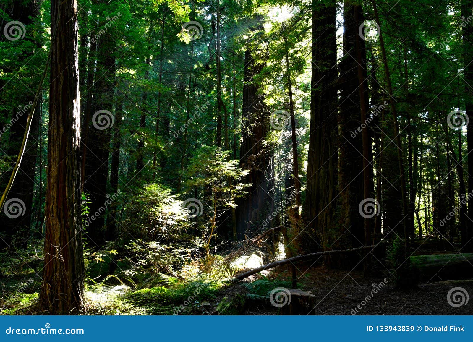 Redwood Forest in Northern California Stock Image Image of northern