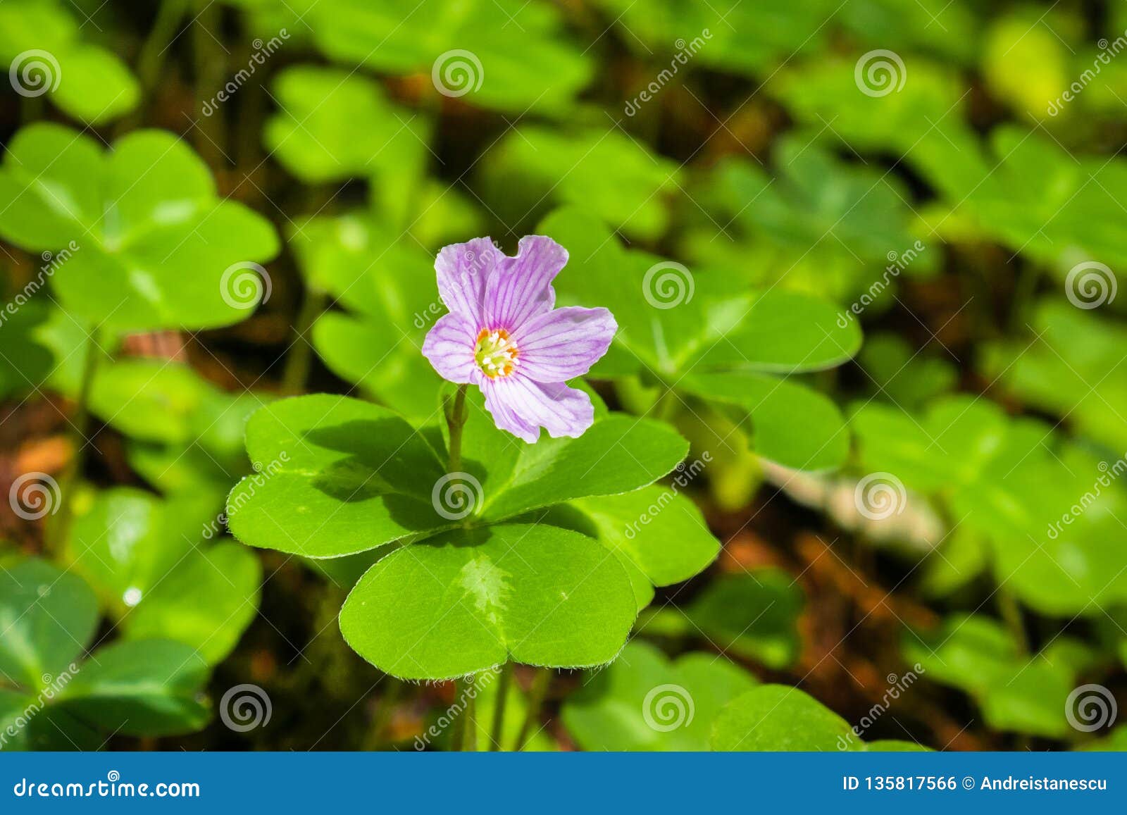 redwood sorrel flower and leaves oxalis oregana in the forests of santa cruz mountains, san francisco bay area, california
