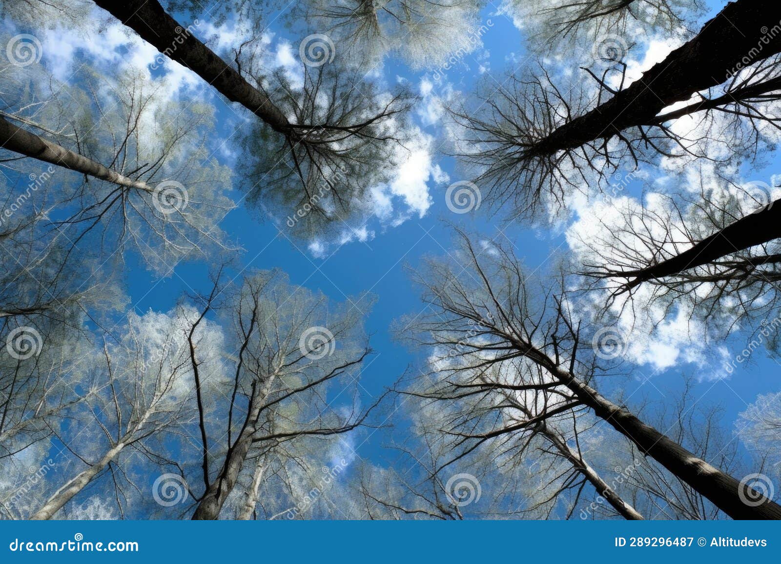 Redwood Tree Canopy Against Blue Sky Stock Image Image of nature