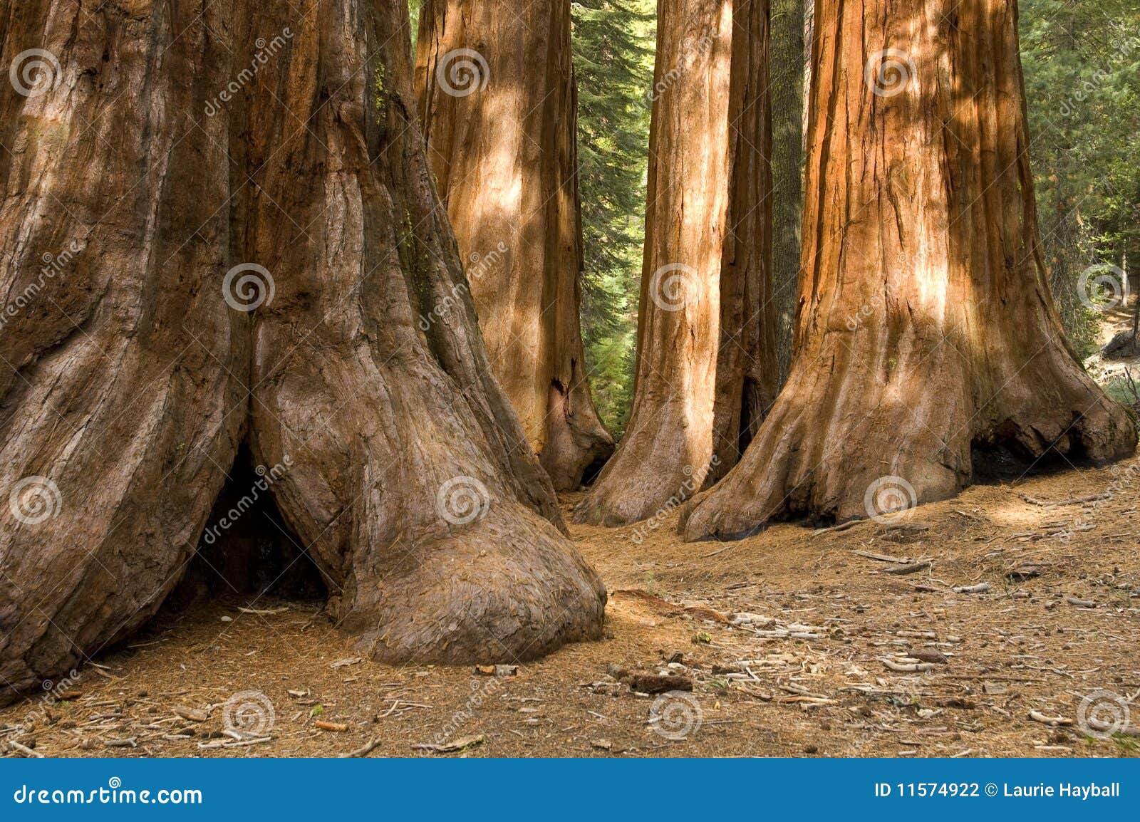 redwood trees in mariposa grove, yosemite