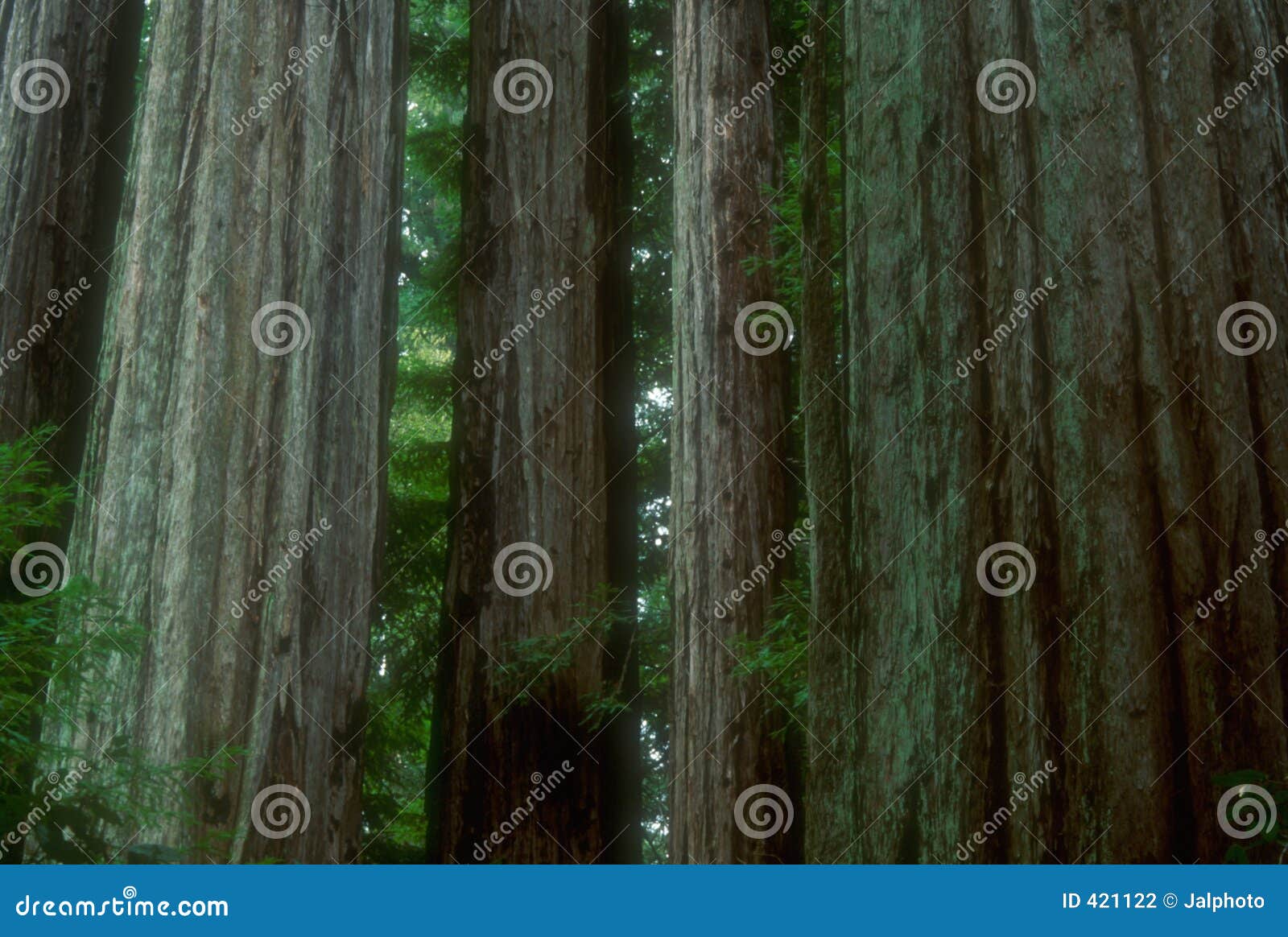 redwoods 02