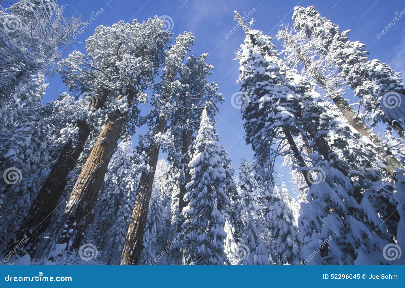 redwoods covered in snow, sequoia national park, california