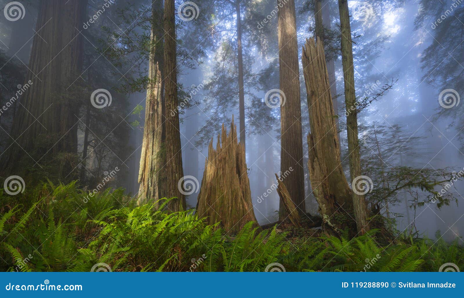 redwoods forest in the morning