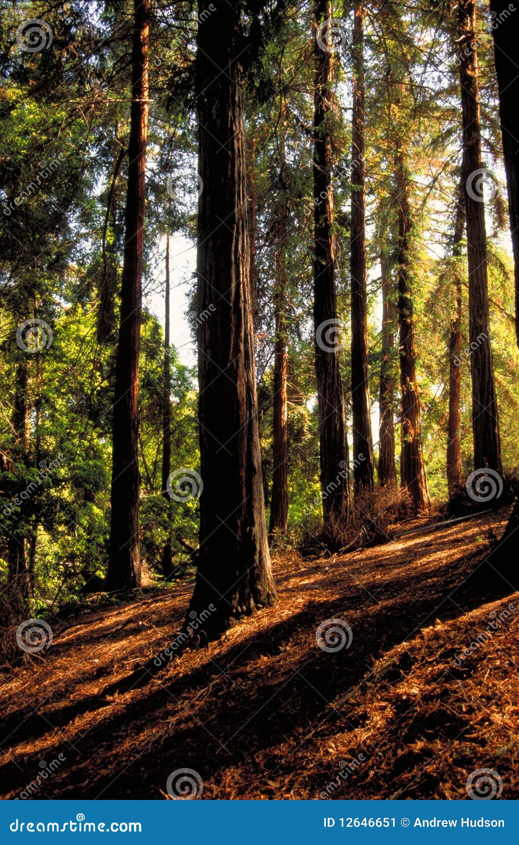 redwoods on a hill