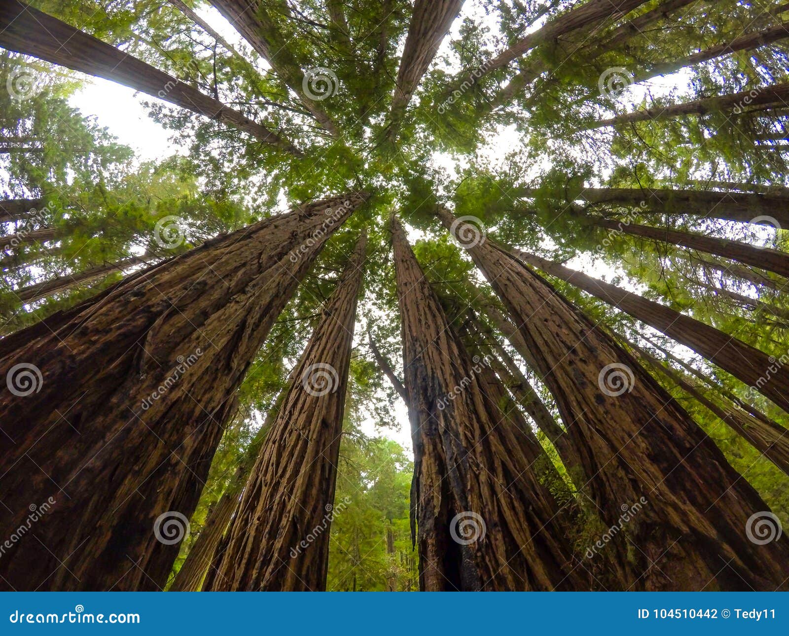 redwoods of muir woods