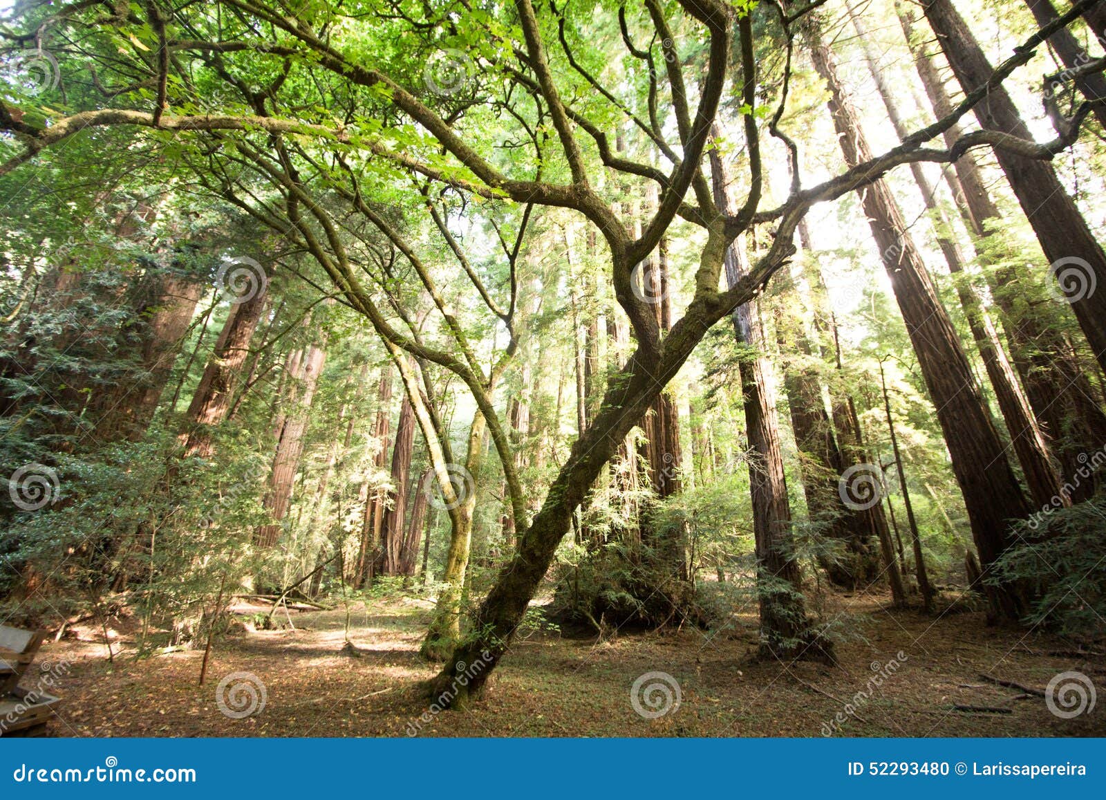 the redwoods at muir woods national park