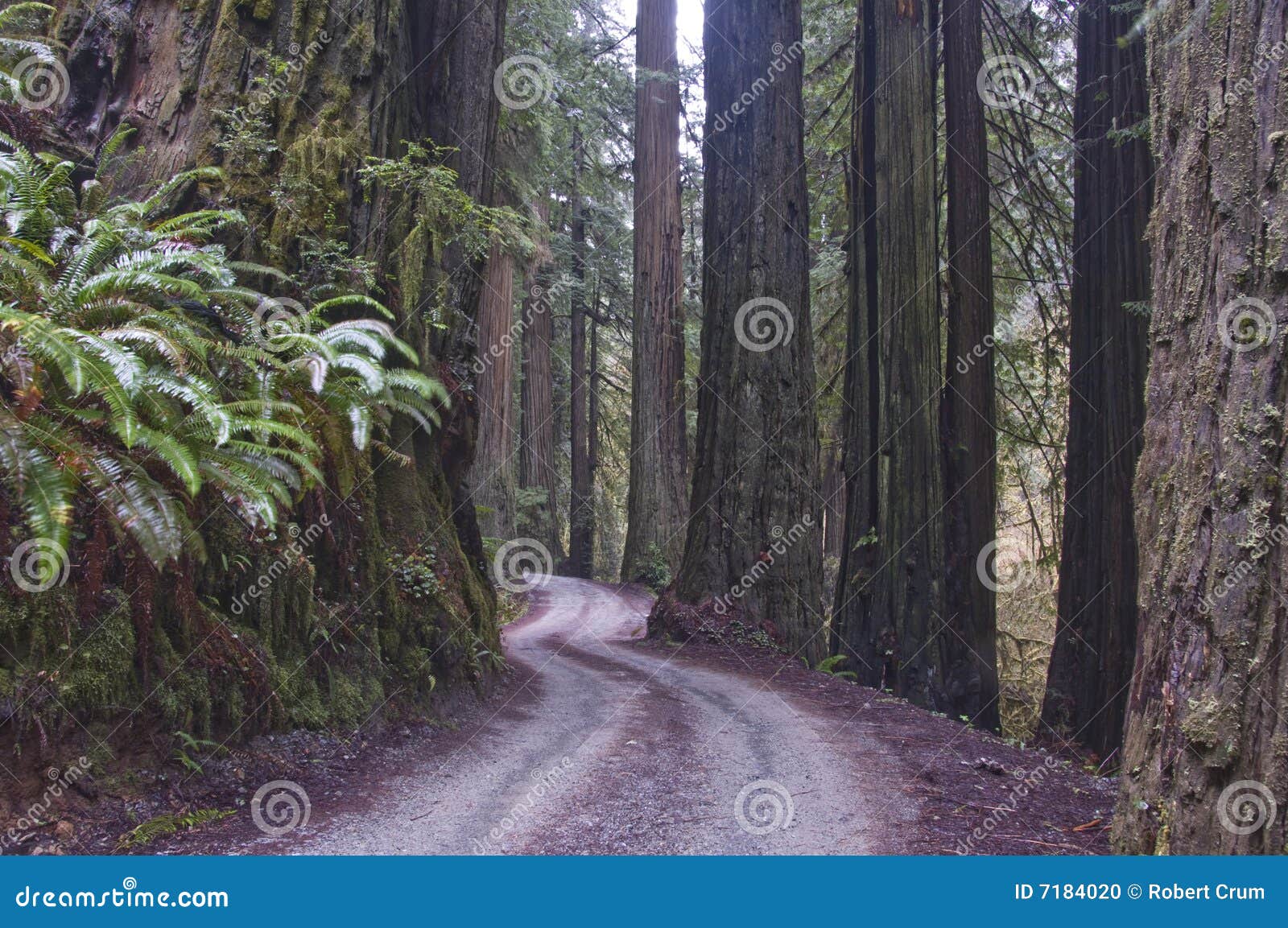 redwoods, redwood national park.