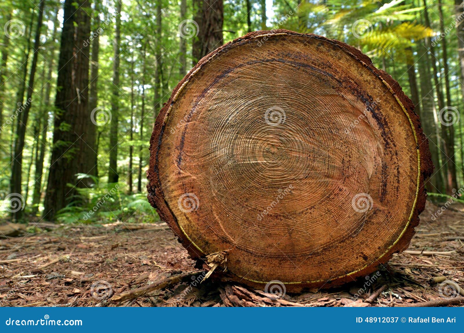 redwoods in rotorua new zealand