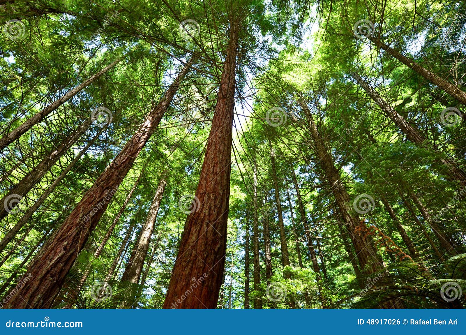 redwoods in rotorua new zealand