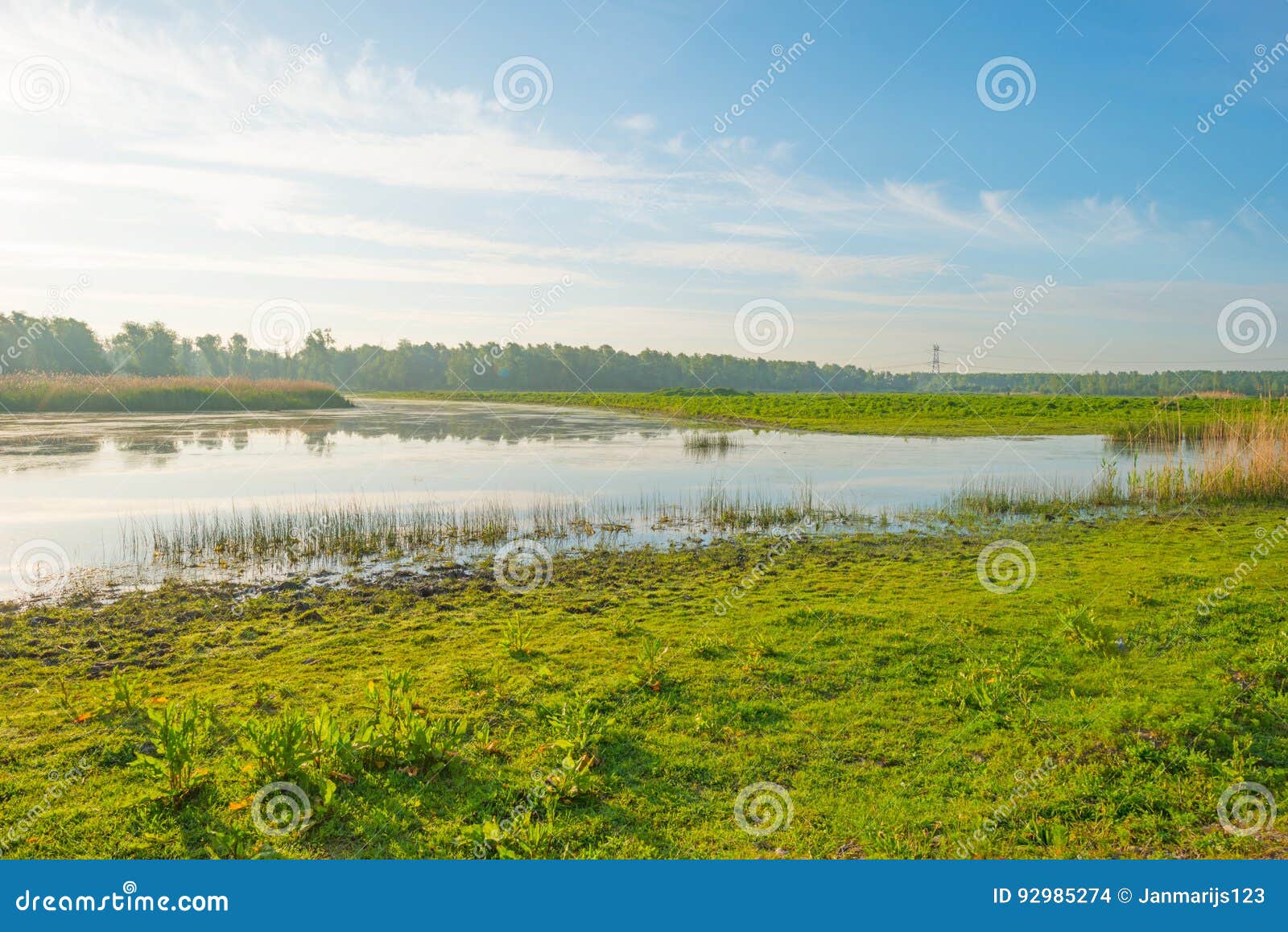 Reed Along The Shore Of A Lake In Wetland In Spring Stock Photo Image