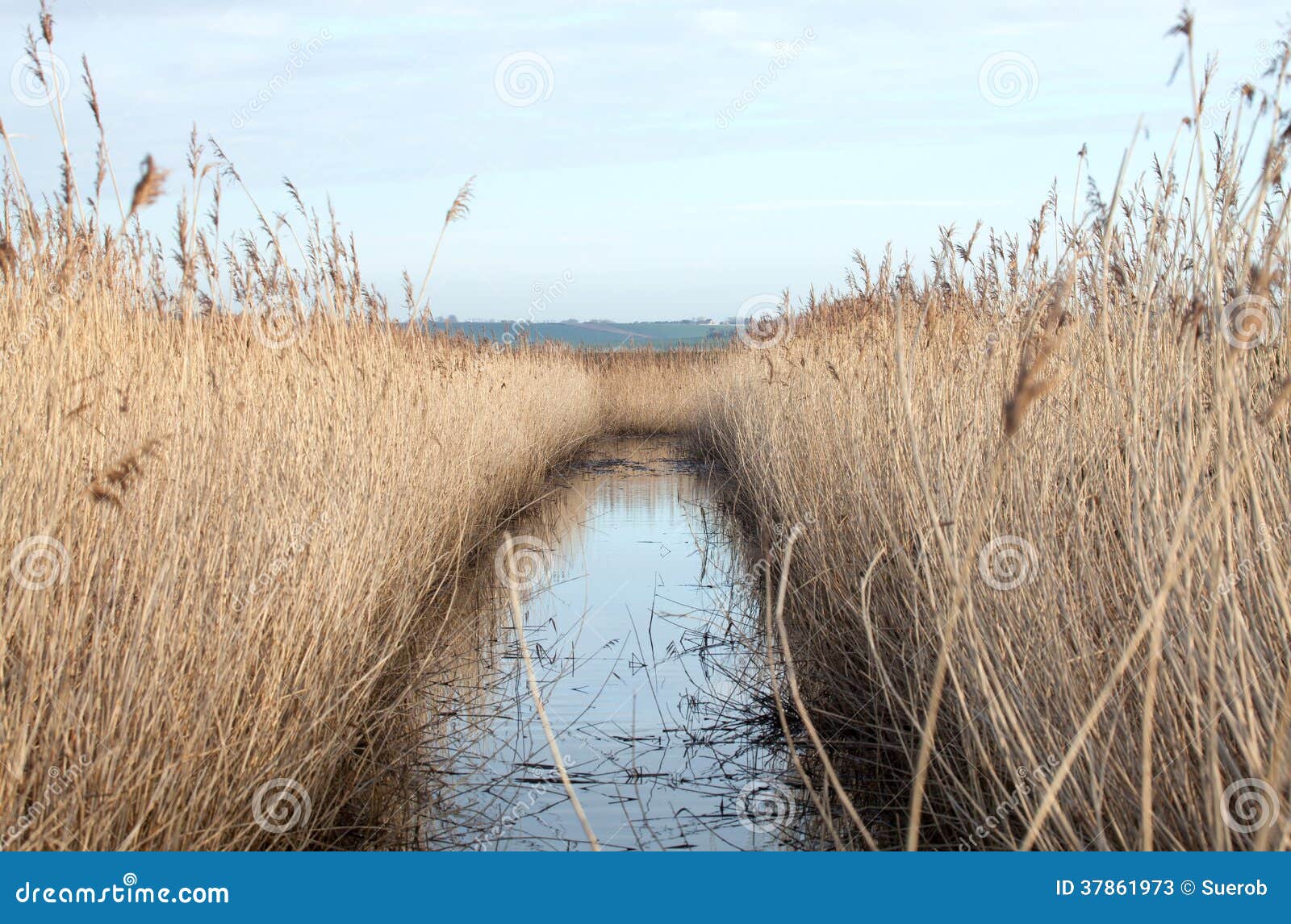 Reed Bed stock image. Image of ditch, sussex, reeds, england 37861973