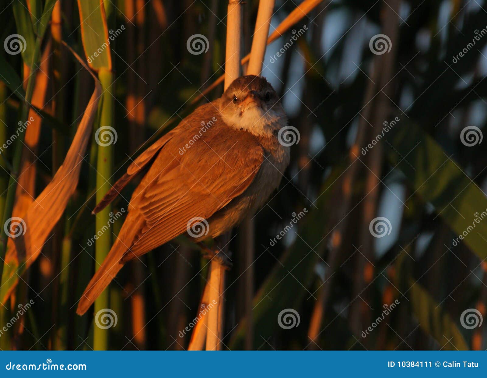 Reedbed bird resting stock image. Image of ornithology 10384111