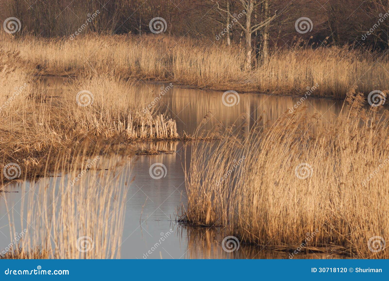 Reed Bed on River stock photo. Image of wildlife, nature 30718120