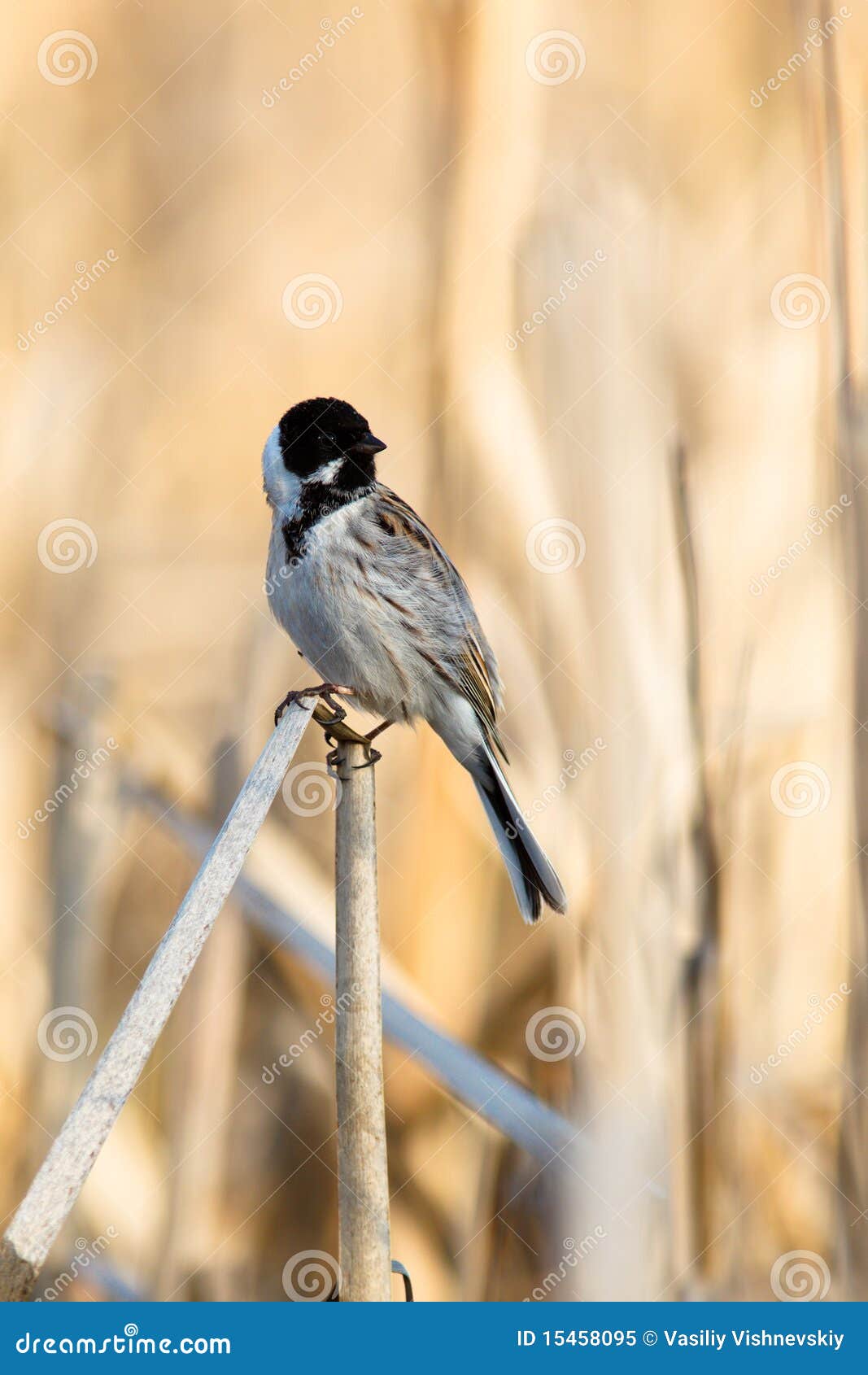 reed bunting, emberiza schoeniclus