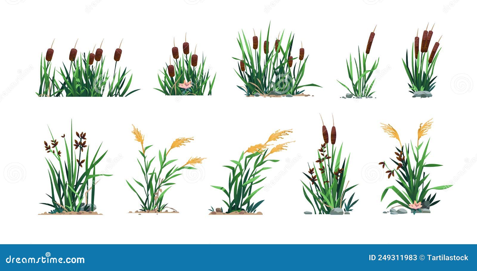 reed and cattails. swamp bulrush grass and lake botany, cartoon river marsh and pond flora, computer game asset. 