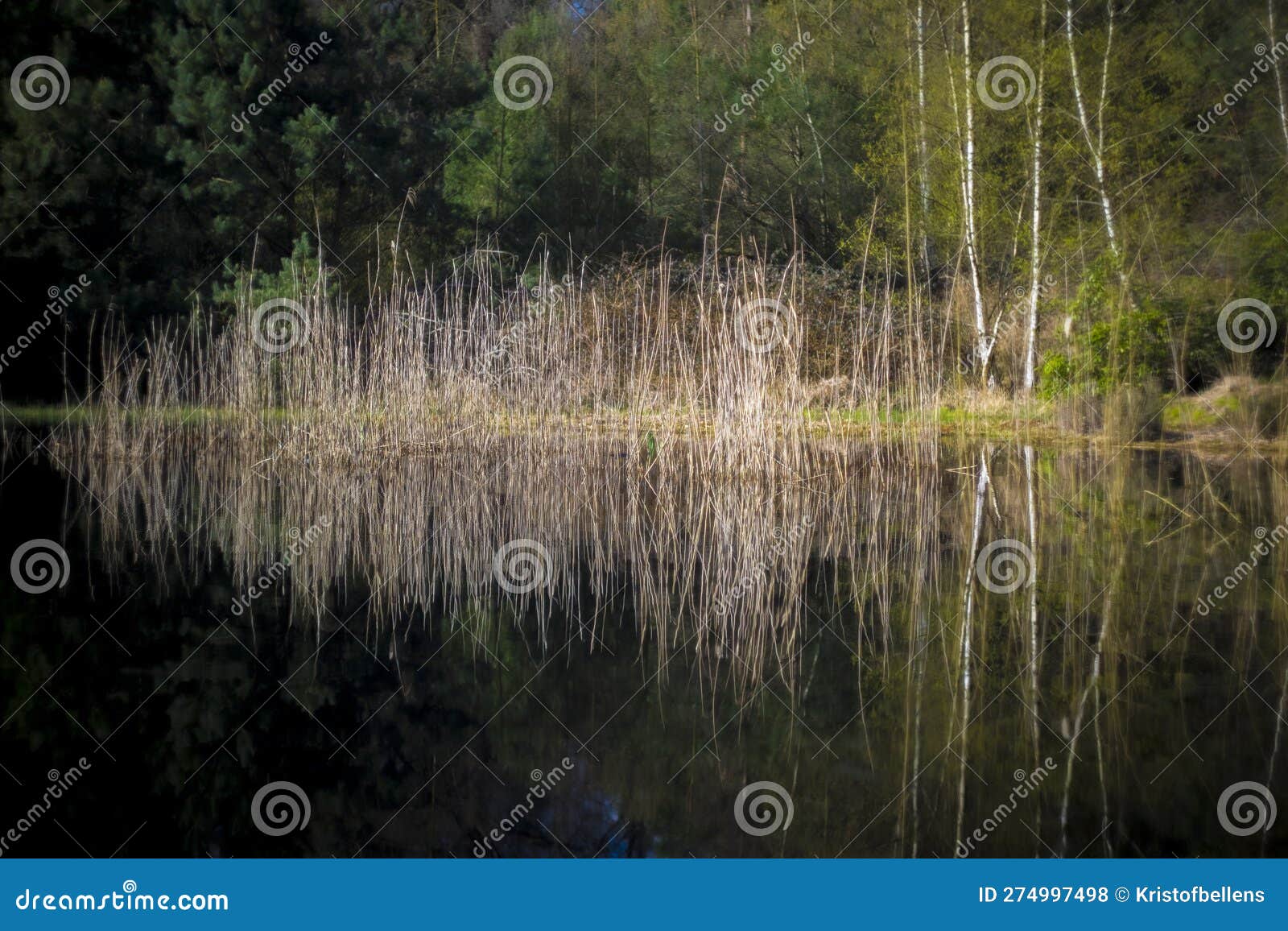 reed field with reflection in a pond in a forest