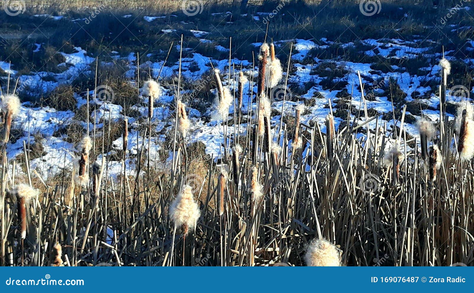 Reed flower stock image. Image of swamp, flower, lake 169076487