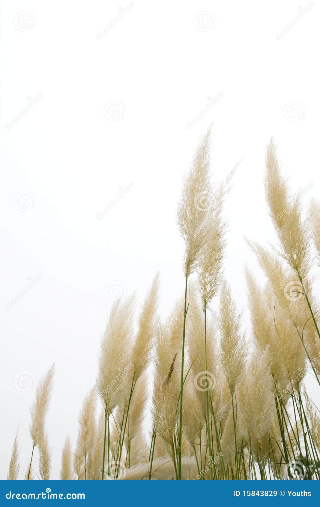 Reed flowers stock image. Image of grass, garden, color 15843829