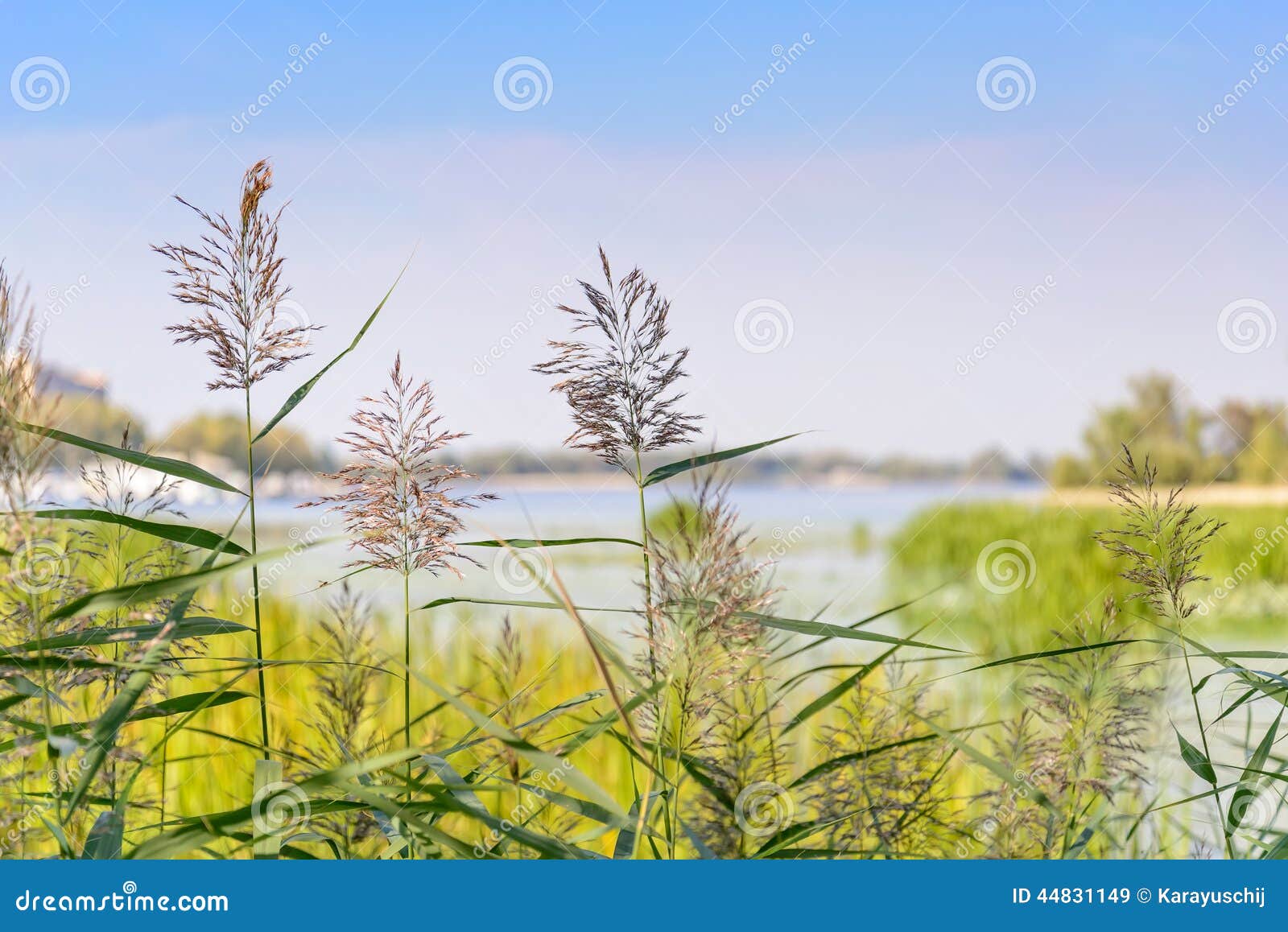 Reed Flowers imagem de stock. Imagem de exterior, floral 44831149