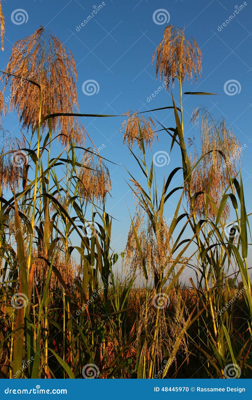 Reed flowers stock photo. Image of natural, background 48445970