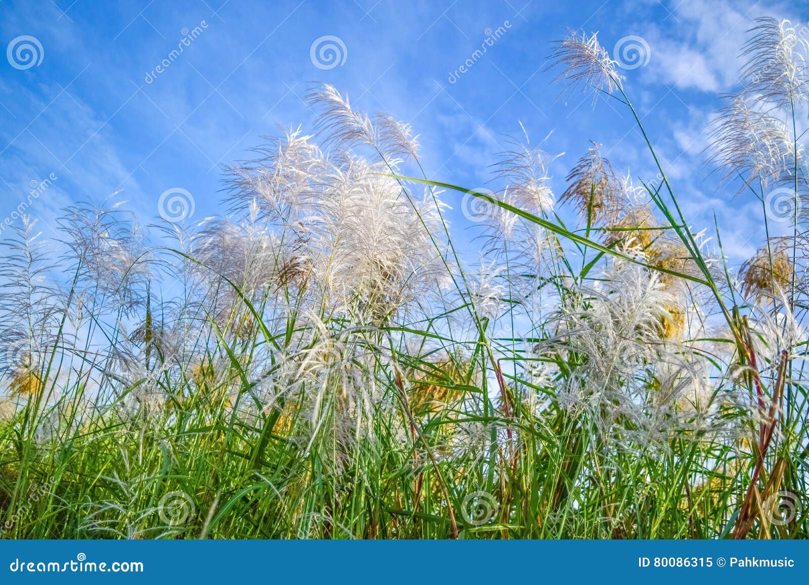 Reed flowers stock image. Image of blue, communis, cane 80086315